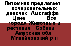 Питомник предлагает 2-хочаровательных девочек  Амстаффа › Цена ­ 25 000 - Все города Животные и растения » Собаки   . Амурская обл.,Михайловский р-н